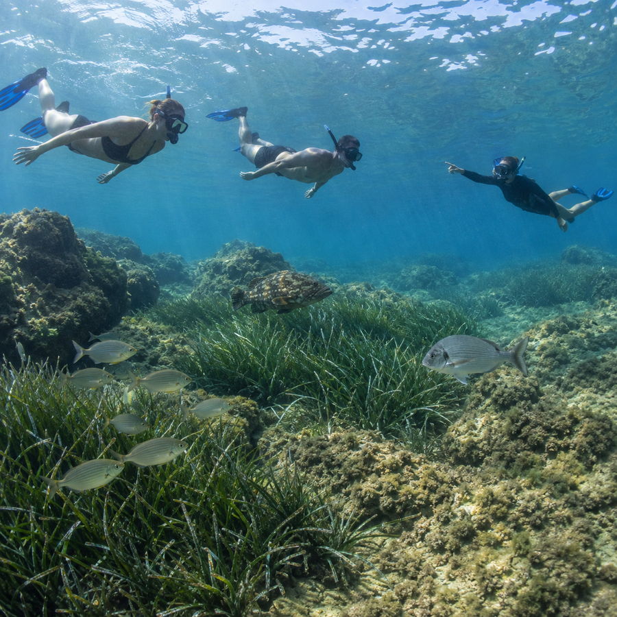 Snorkel en las Islas Hormigas